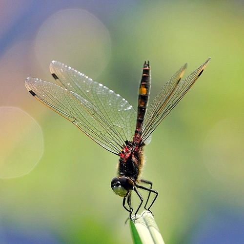 : Leucorrhinia pectoralis.