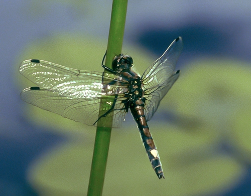 : Leucorrhinia pectoralis.