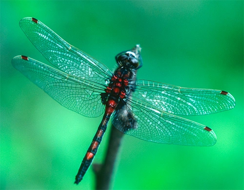 : Leucorrhinia rubicunda.