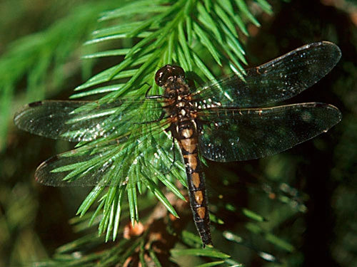 : Leucorrhinia rubicunda.