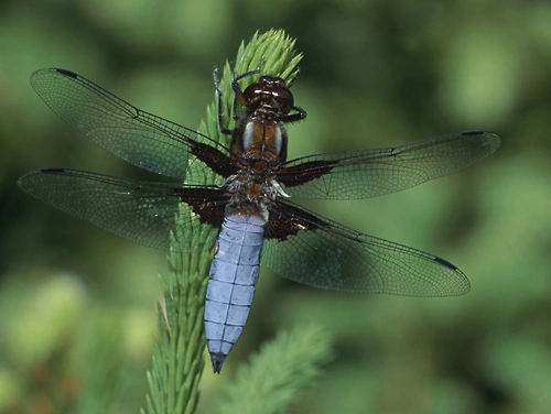 : Libellula depressa.