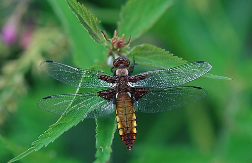 : Libellula depressa.