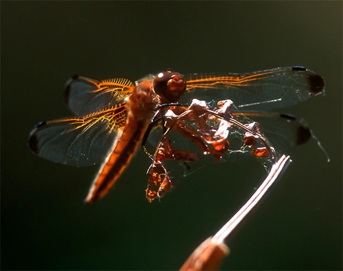 : Libellula fulva.