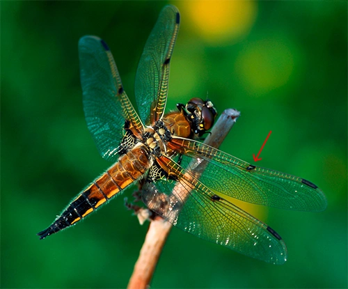 : Libellula quadrimaculata.