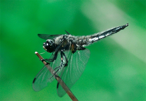 : Libellula quadrimaculata.