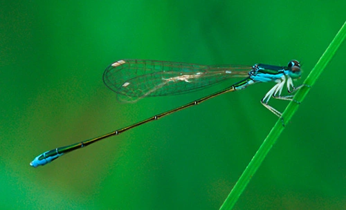 : Nehalennia speciosa.