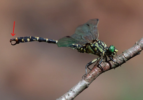 : Onychogomphus forcipatus.