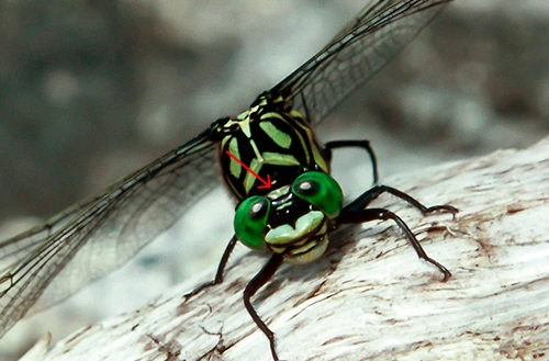 : Onychogomphus forcipatus.