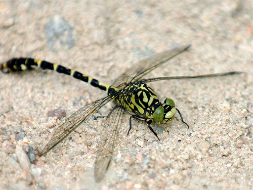 : Onychogomphus forcipatus.