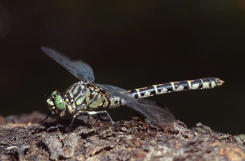 : Onychogomphus forcipatus.