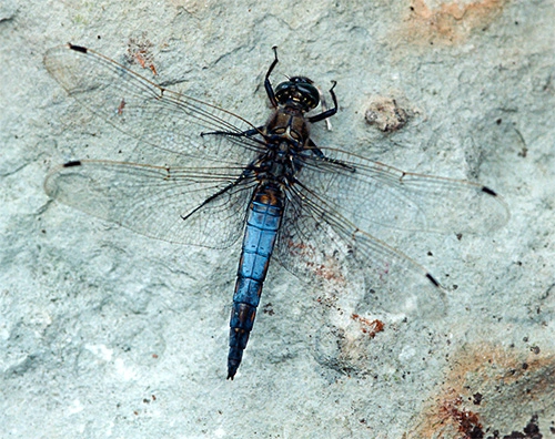 : Orthetrum cancellatum.