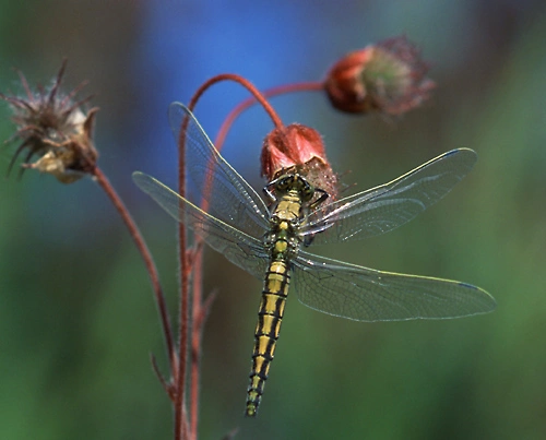 : Orthetrum cancellatum.