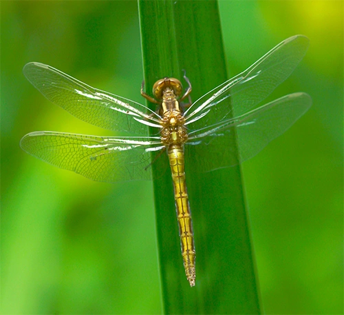 : Orthetrum coerulescens.