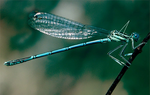 : Platycnemis pennipes.