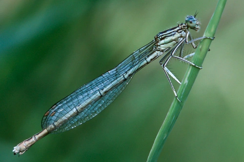 : Platycnemis pennipes.