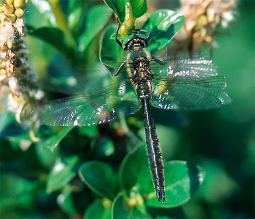 : Somatochlora alpestris.