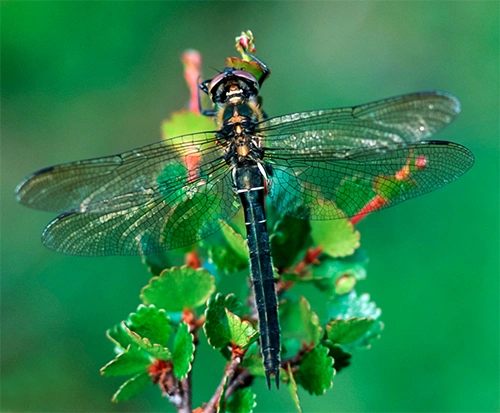 : Somatochlora alpestris.