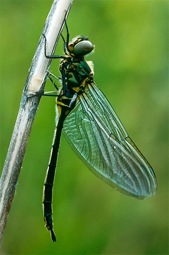 : Somatochlora arctica.