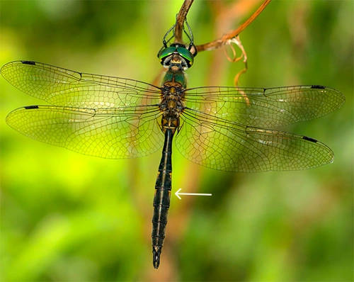 : Somatochlora flavomaculata.