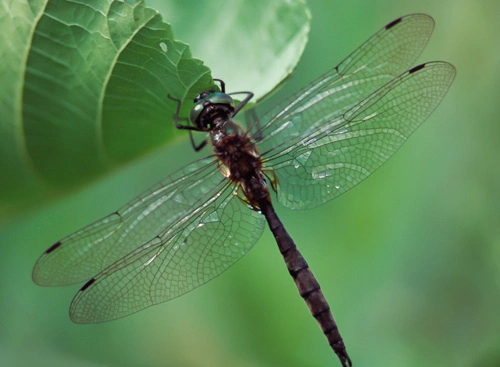 : Somatochlora flavomaculata.