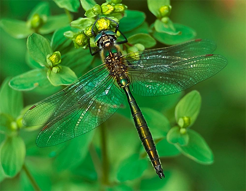 : Somatochlora metallica.