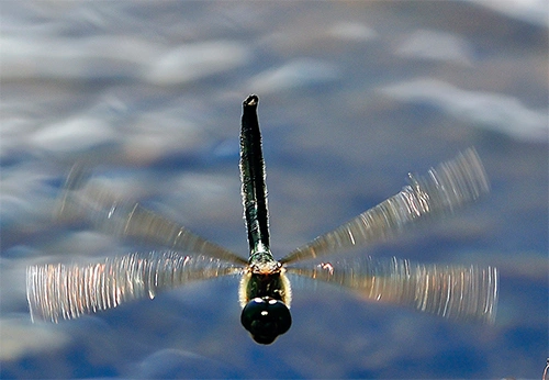 : Somatochlora metallica.