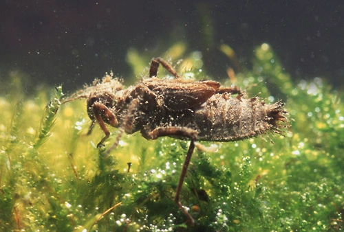 : Somatochlora metallica.