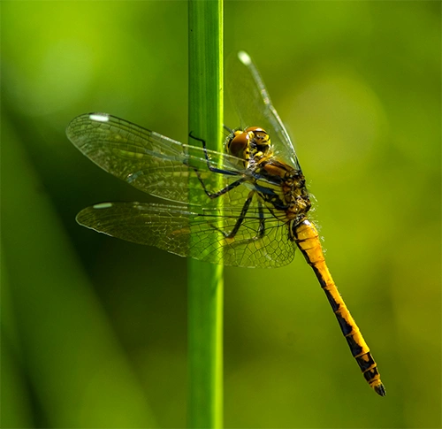 : Sympetrum danae.