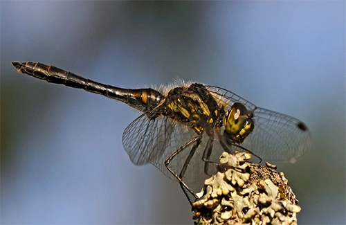 : Sympetrum danae.