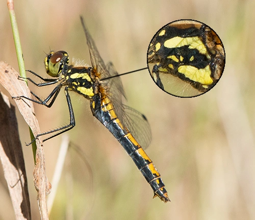 : Sympetrum danae.