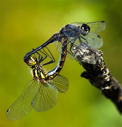 : Sympetrum danae.