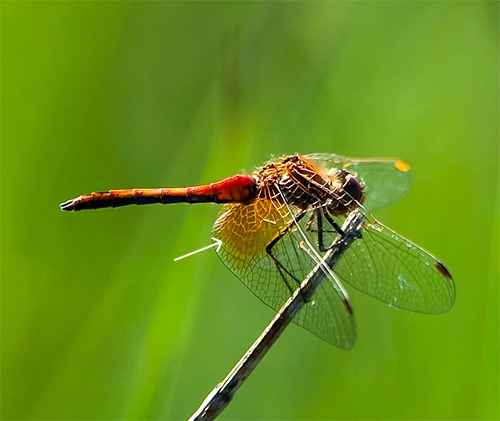 : Sympetrum flaveolum.