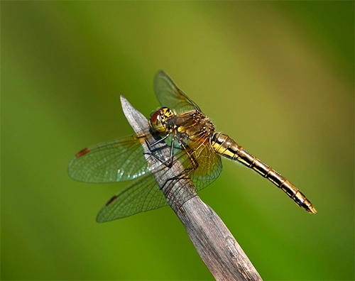 : Sympetrum flaveolum.