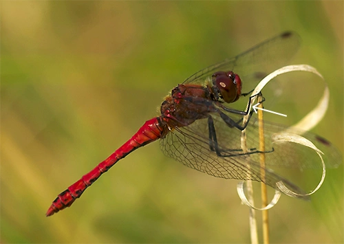 : Sympetrum sanguineum.