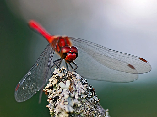 : Sympetrum sanguineum.