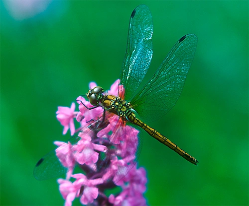 : Sympetrum sanguineum.