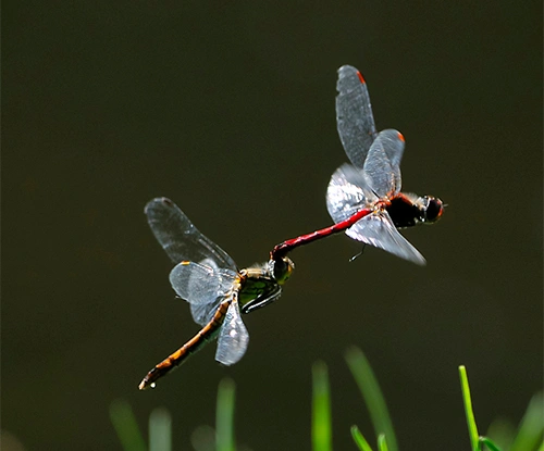 : Sympetrum sanguineum.