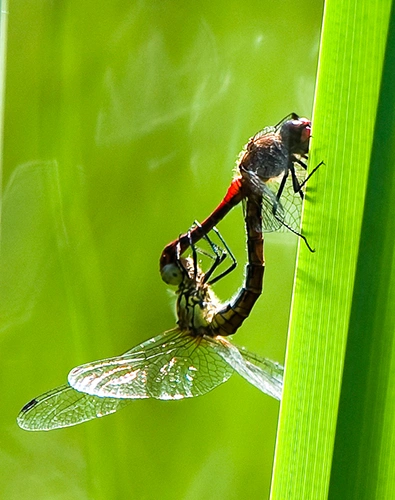 : Sympetrum sanguineum.