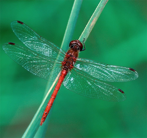 : Sympetrum striolatum.