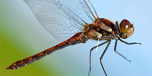 : Sympetrum striolatum.