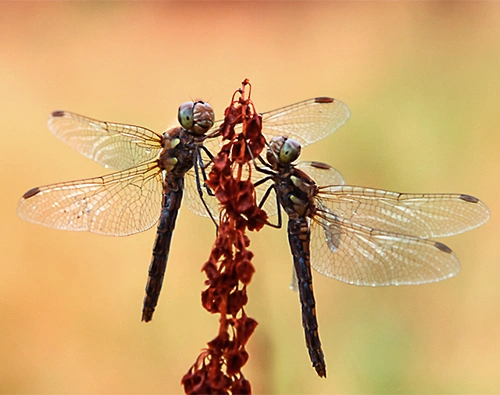 : Sympetrum striolatum.