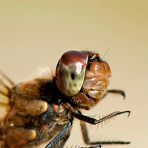 : Sympetrum striolatum.