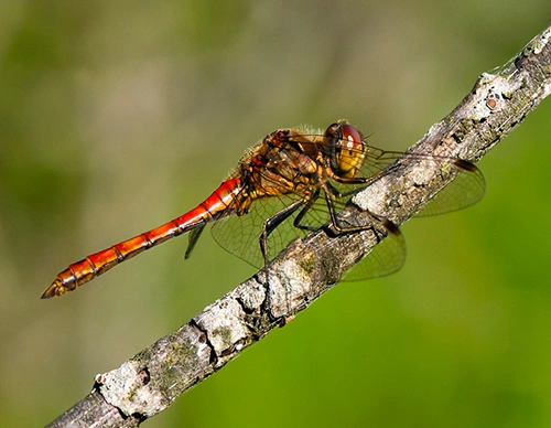 : Sympetrum vulgatum.