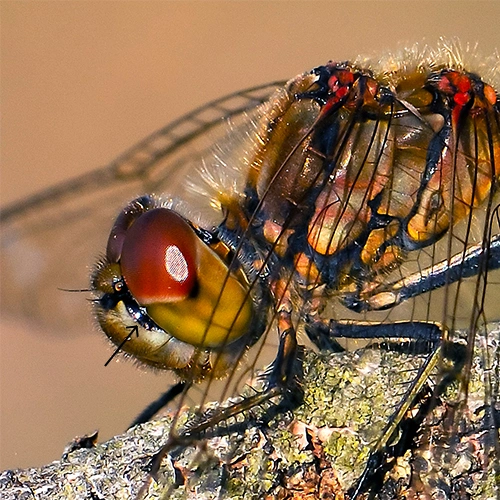 : Sympetrum vulgatum.