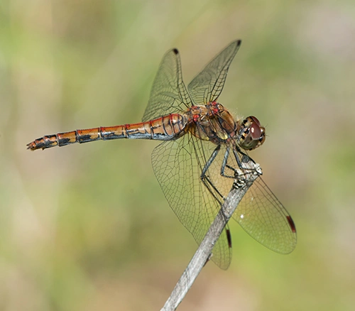 : Sympetrum striolatum.