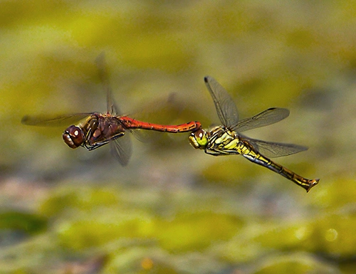 : Sympetrum vulgatum.