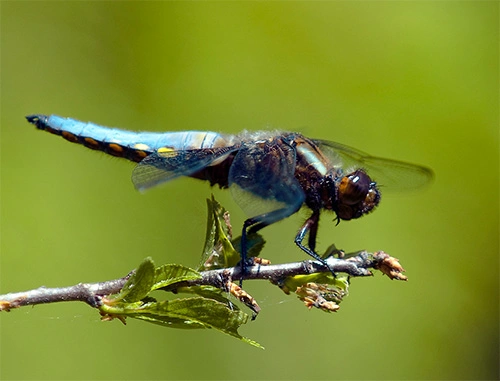 : Libellula depressa.