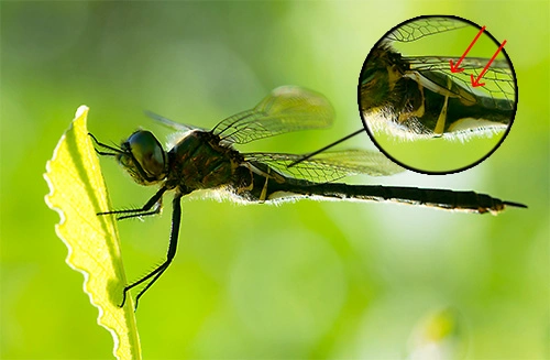 : Somatochlora arctica.