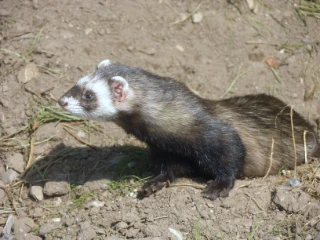 : Mustela putorius.