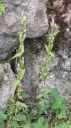 : Gentianella amarella.